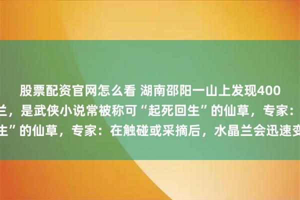股票配资官网怎么看 湖南邵阳一山上发现400多株“冥界之花”水晶兰，是武侠小说常被称可“起死回生”的仙草，专家：在触碰或采摘后，水晶兰会迅速变黑枯萎