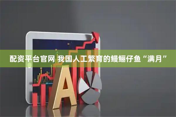 配资平台官网 我国人工繁育的鳗鲡仔鱼“满月”